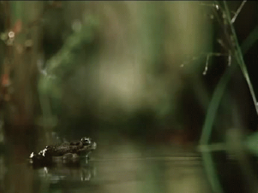 gifkisluchainabolotelyagushka565543.gif