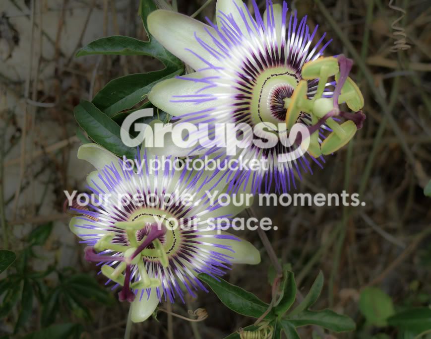 Two-Flowers-LR_web.jpg