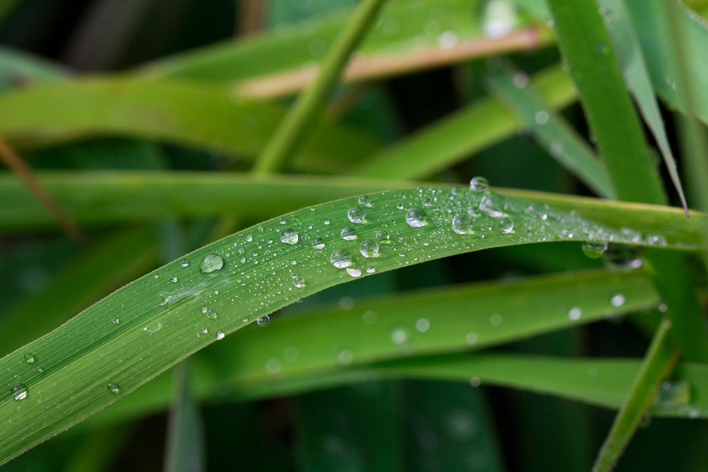dew_covered_grass_by_bryanwny-d5t3ohd.jpg