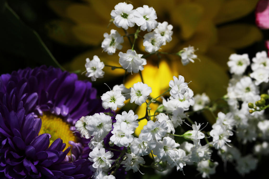 white_flowers_by_bryanwny-d5tbazi.jpg