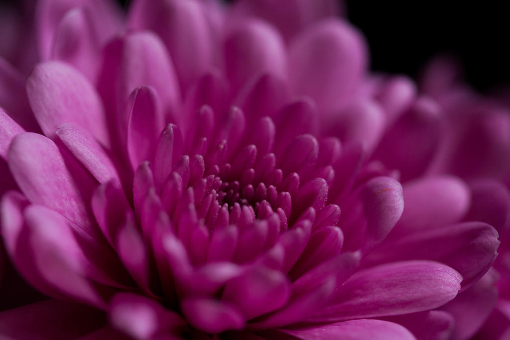 pink_chrysanthemum_by_bryanwny-d5t3yk0.jpg
