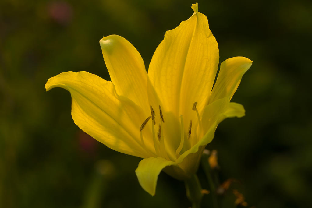 yellow_lily_by_bryanwny-d5t3s97.jpg