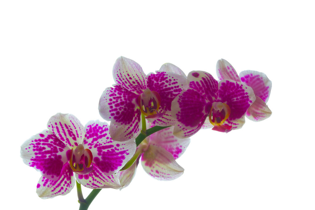 orchids_by_bryanwny-d5t3wpj.jpg